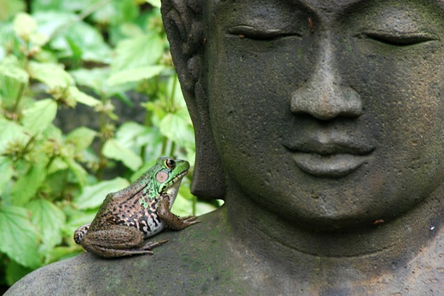 frog-on-buddha-1